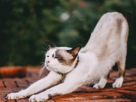 ÜRÜN KATEGORİSİ 2